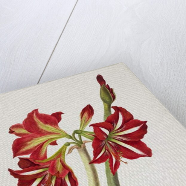 E.F. Seedling Amaryllus, May 1824 by Priscilla Susan Bury