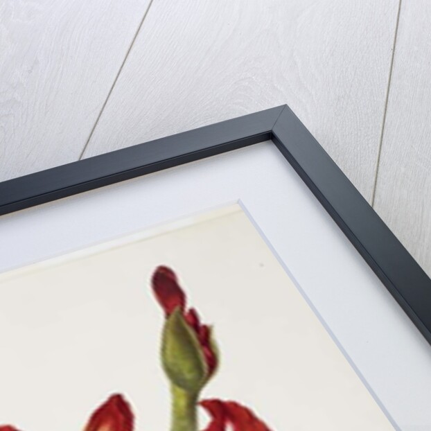 E.F. Seedling Amaryllus, May 1824 by Priscilla Susan Bury