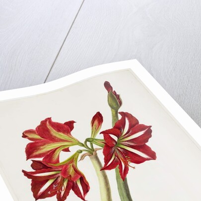 E.F. Seedling Amaryllus, May 1824 by Priscilla Susan Bury