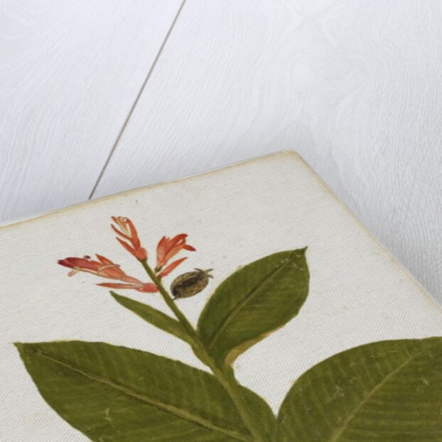 Indian Shot by Italian School