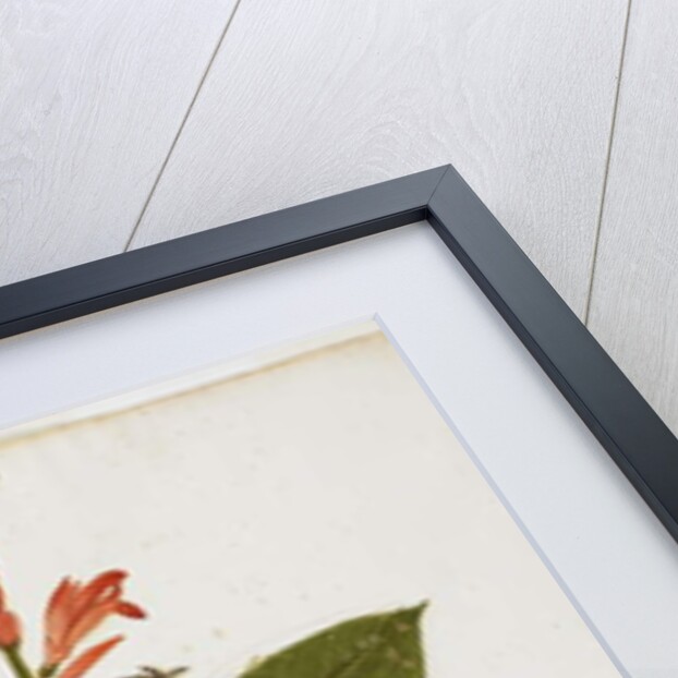 Indian Shot by Italian School