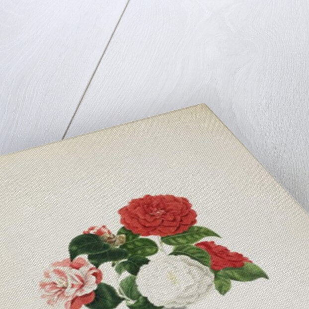 Common Camellias by Clara Maria Pope