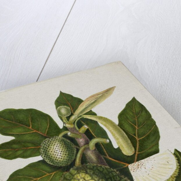 Artocarpus Incisa, December 1866 by Priscilla Susan Bury