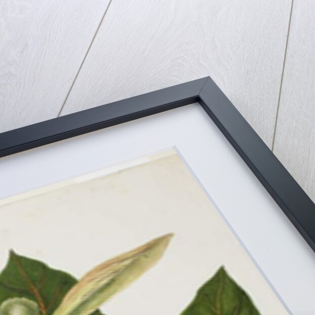 Artocarpus Incisa, December 1866 by Priscilla Susan Bury