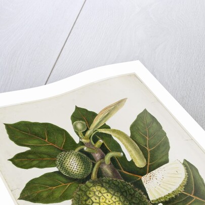 Artocarpus Incisa, December 1866 by Priscilla Susan Bury