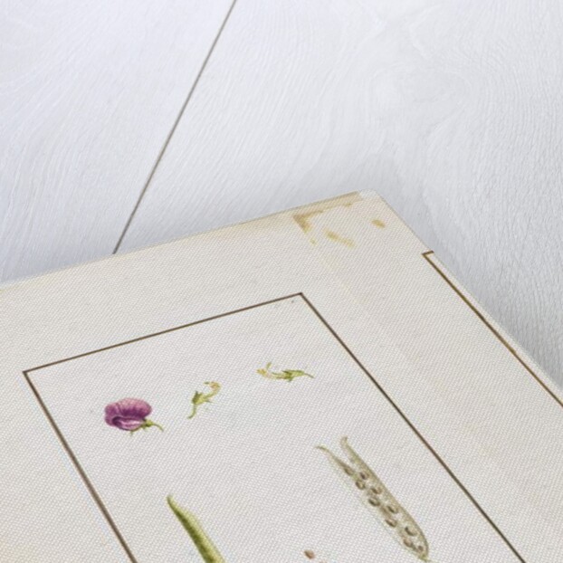 Botanical Dissection: Sweet Pea, c.1778-90 by Pierre Joseph Redouté