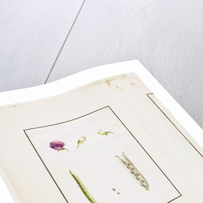 Botanical Dissection: Sweet Pea, c.1778-90 by Pierre Joseph Redouté