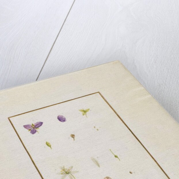 Botanical Dissection: Spiderwort and Senna, c.1778-90 by Pierre Joseph Redouté