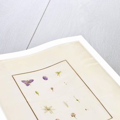 Botanical Dissection: Spiderwort and Senna, c.1778-90 by Pierre Joseph Redouté