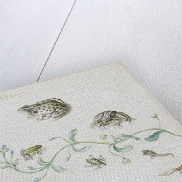 Metamorphosis of a Frog and Blue Flower by Maria Sibylla Graff Merian