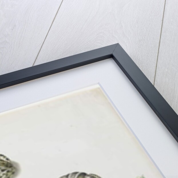 Metamorphosis of a Frog and Blue Flower by Maria Sibylla Graff Merian