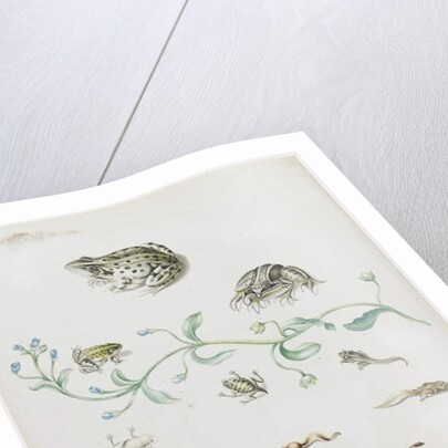 Metamorphosis of a Frog and Blue Flower by Maria Sibylla Graff Merian