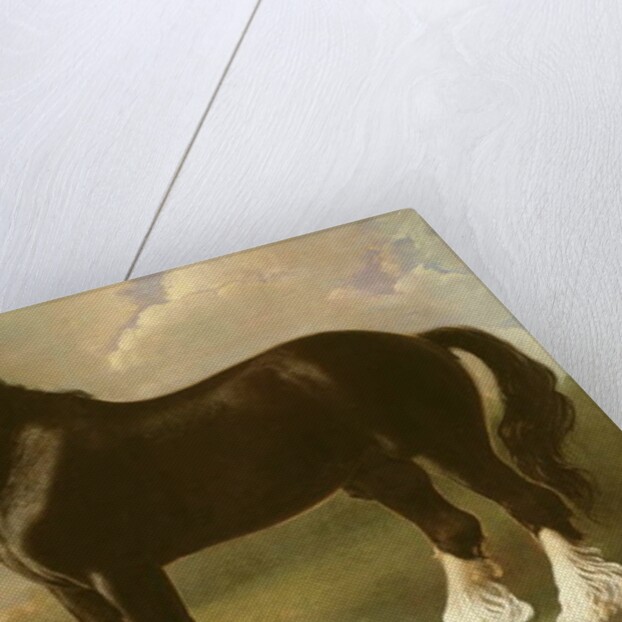 Old English Black Horse by William Shiels