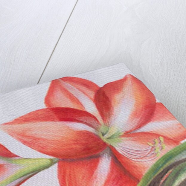 Variegated Lily, 2016 by Margo Starkey