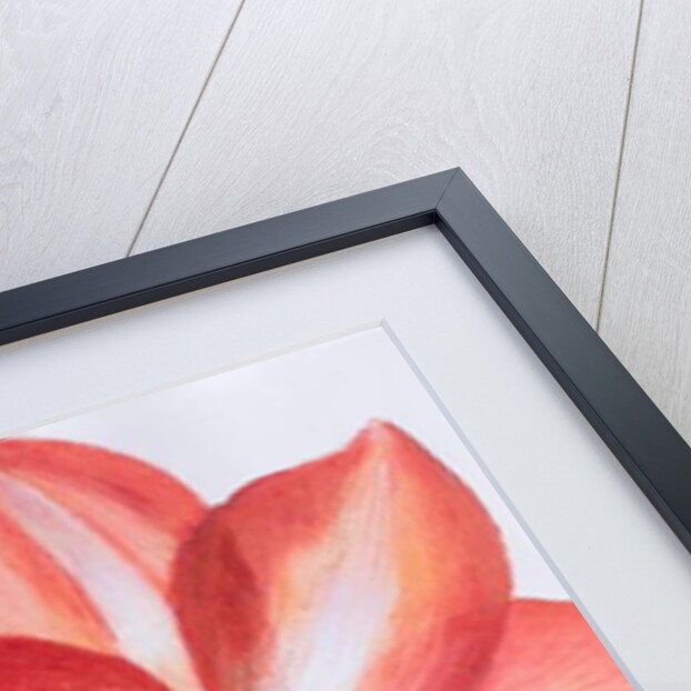 Variegated Lily, 2016 by Margo Starkey