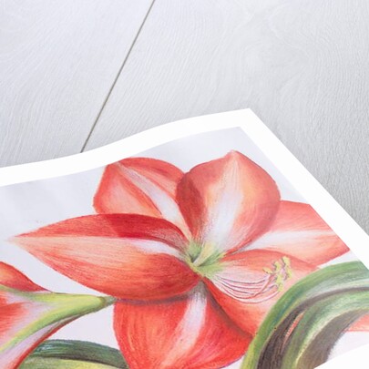 Variegated Lily, 2016 by Margo Starkey