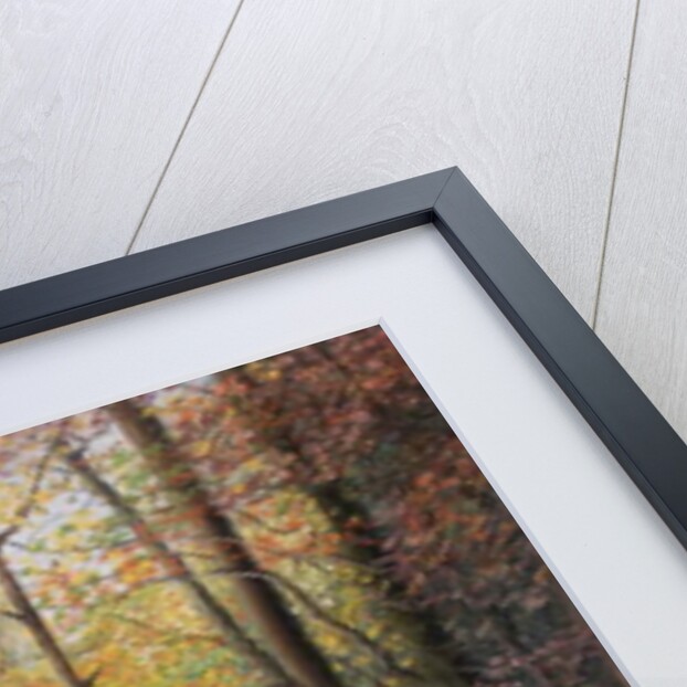 Autumn in the Woods, 1999 by Margo Starkey