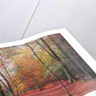 Autumn in the Woods, 1999 by Margo Starkey