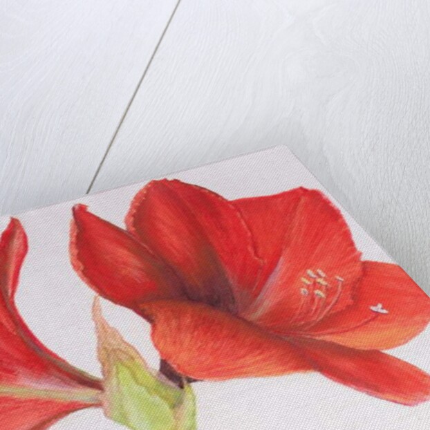 Amaryllis, 2015 by Margo Starkey