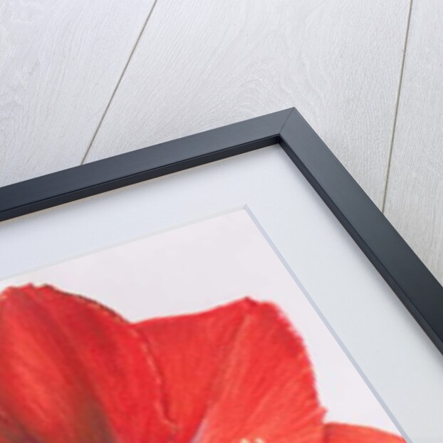 Amaryllis, 2015 by Margo Starkey