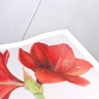 Amaryllis, 2015 by Margo Starkey