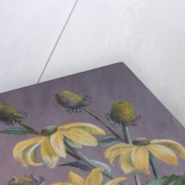 Rudbeckia, 2014 by Margo Starkey
