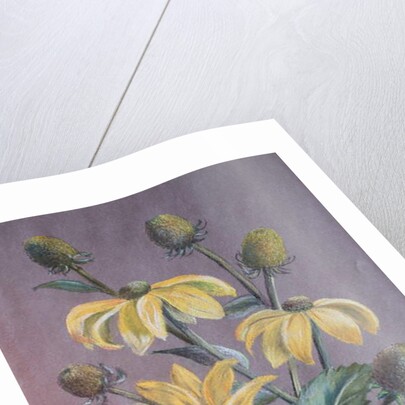 Rudbeckia, 2014 by Margo Starkey