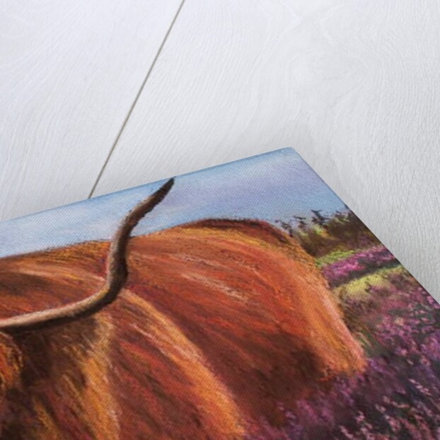 Highland Bull in Scotish Heather, 2018 by Margo Starkey