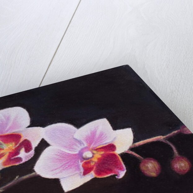 Orchid in my Bedroom, 2018 by Margo Starkey