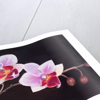 Orchid in my Bedroom, 2018 by Margo Starkey