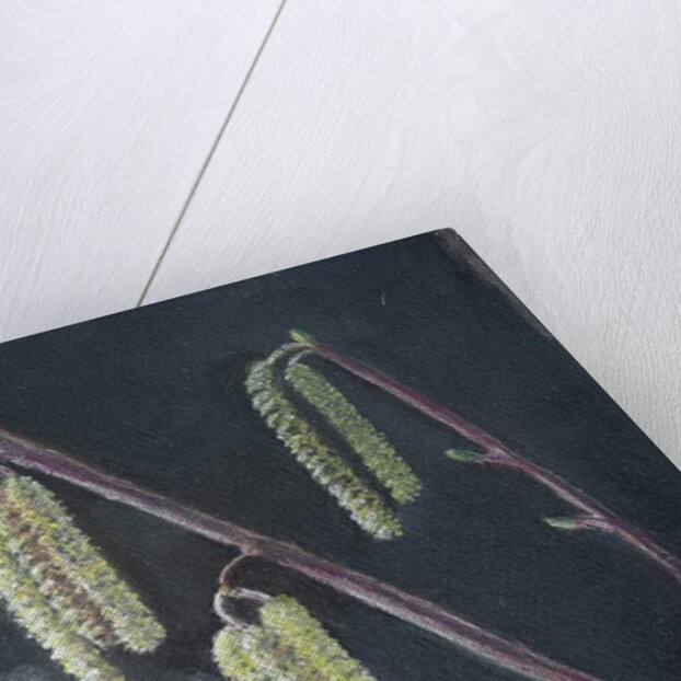 Catkins by Margo Starkey