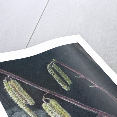 Catkins by Margo Starkey