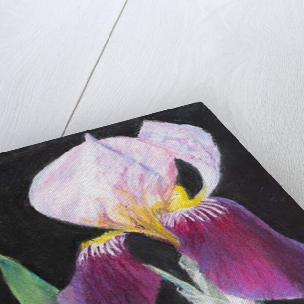 Iris from my garden by Margo Starkey