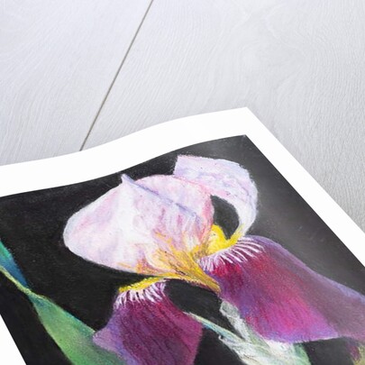 Iris from my garden by Margo Starkey