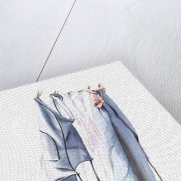 Three of Anna's Pinnies, 2003 by Miles Thistlethwaite