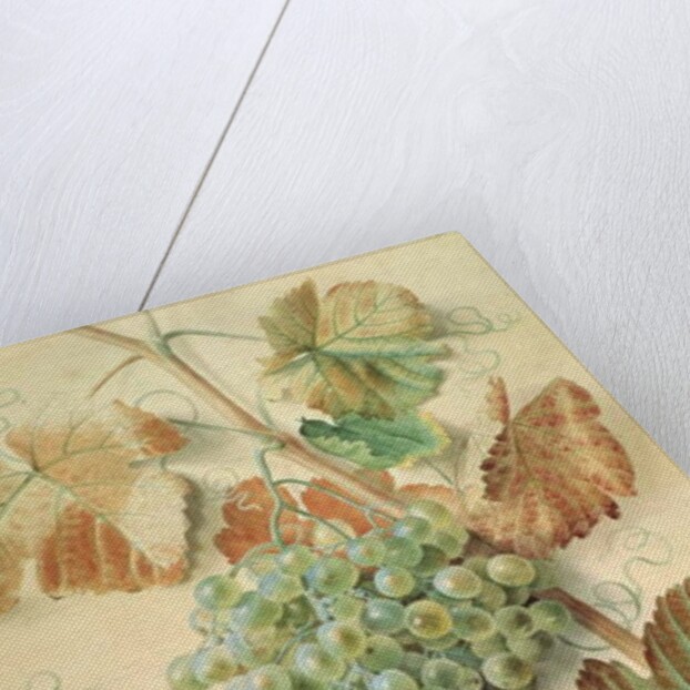 White Grapes by James Sillett