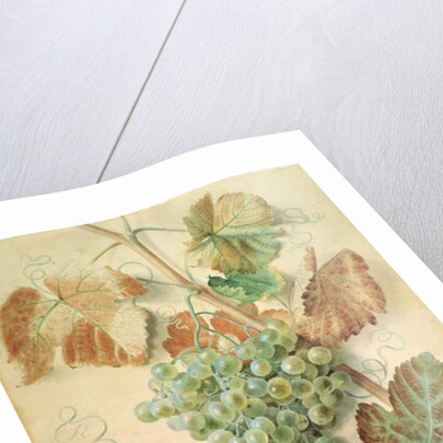 White Grapes by James Sillett