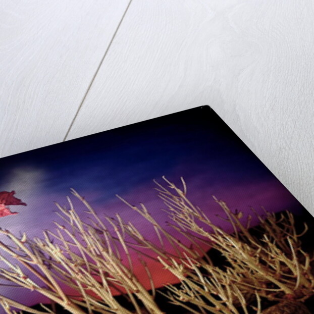 Battle for the potatoes, 1994 by Norman Hollands