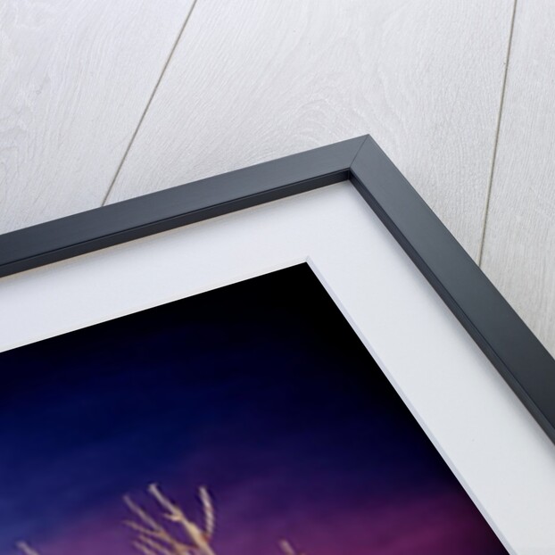 Battle for the potatoes, 1994 by Norman Hollands