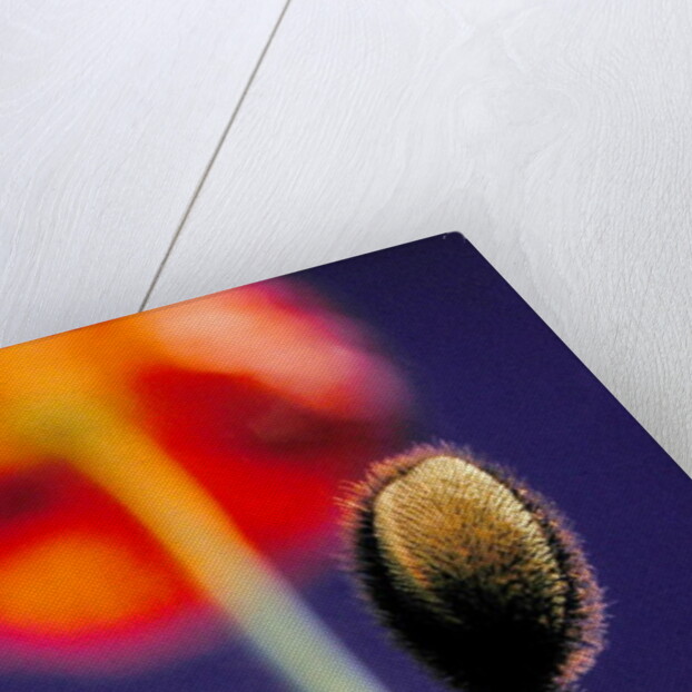 Poppy bud, 1996 by Norman Hollands