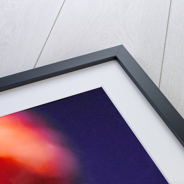 Poppy bud, 1996 by Norman Hollands