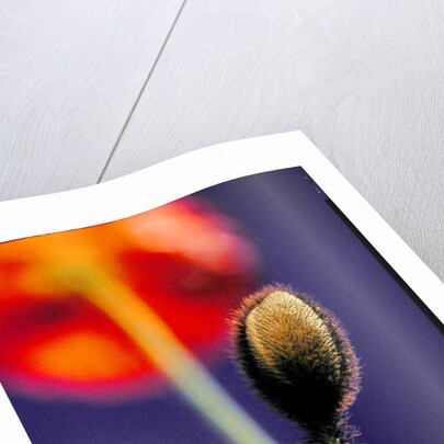 Poppy bud, 1996 by Norman Hollands