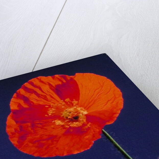 Poppy, 1996 by Norman Hollands