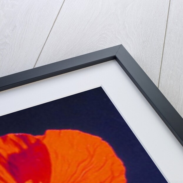 Poppy, 1996 by Norman Hollands