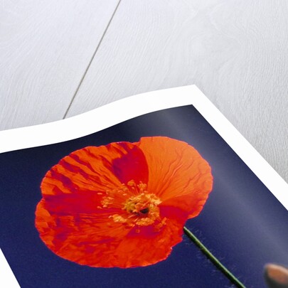 Poppy, 1996 by Norman Hollands