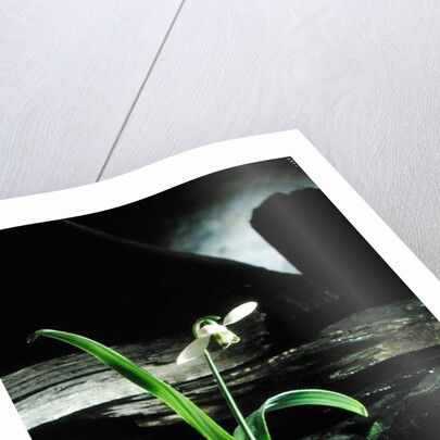 Snowdrop / Slate, 1995 by Norman Hollands