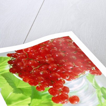 Redcurrants & leaves, 1996 by Norman Hollands