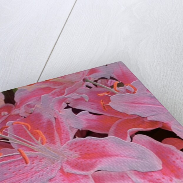 Tiger lily relief, 1999 by Norman Hollands