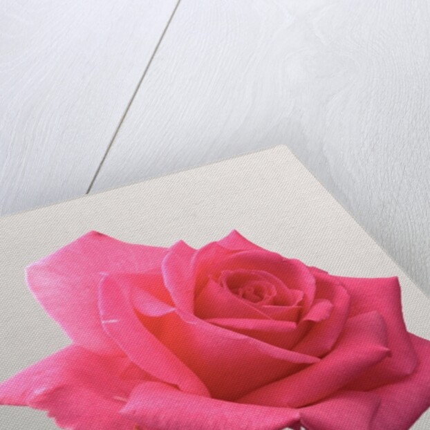 Pink Rose, 2005 by Norman Hollands