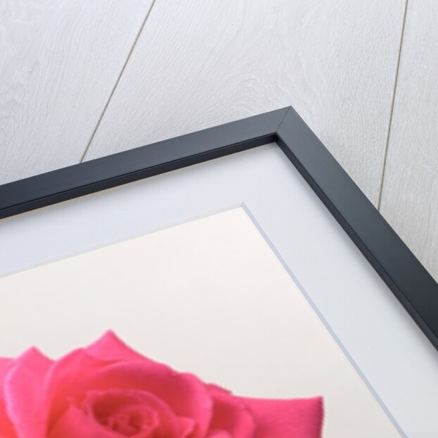 Pink Rose, 2005 by Norman Hollands